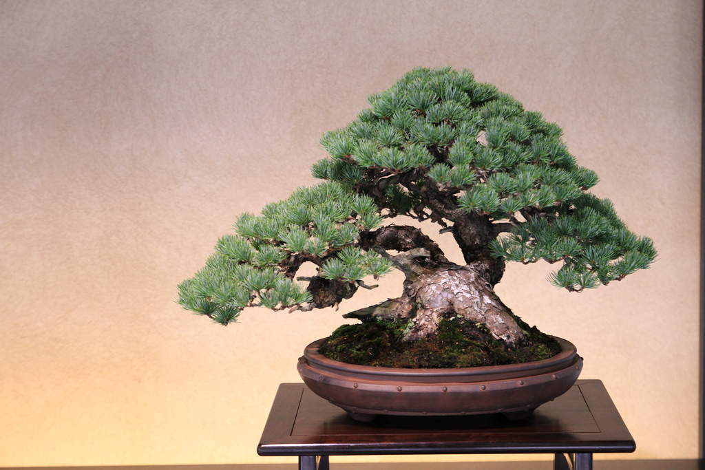 bonsai1.jpg