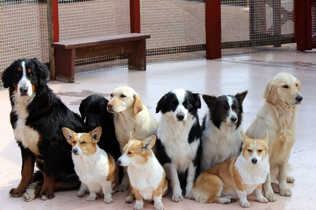 カワイイ動物を見て癒されよう 日本で人気の動物ベスト１０ 日 本 Japanese Traditions And Culture